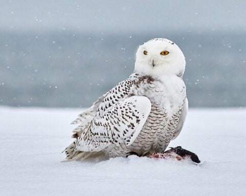 Snowy Owl