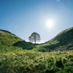 Sycamore Gap Northumberland National Park. Photo Source: Clément Proust