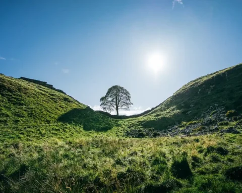 Sycamore Gap Northumberland National Park. Photo Source: Clément Proust