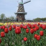 Tulip Time Festival.