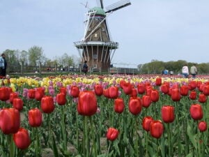 Tulip Time Festival.