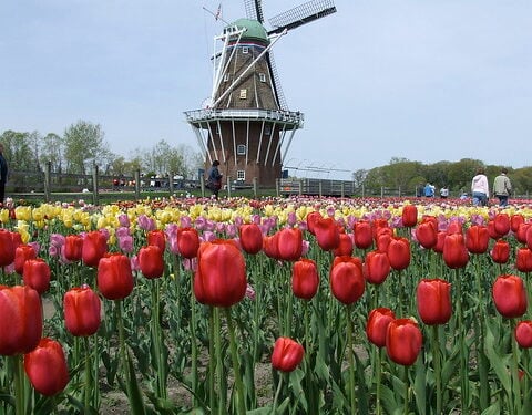 Tulip Time Festival.