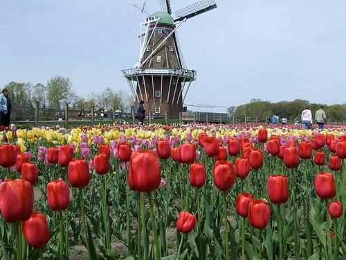 Tulip Time Festival.