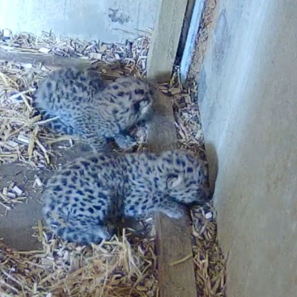 Two Amur Leopard Cubs Born in UK