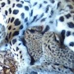 Two Amur Leopard Cubs