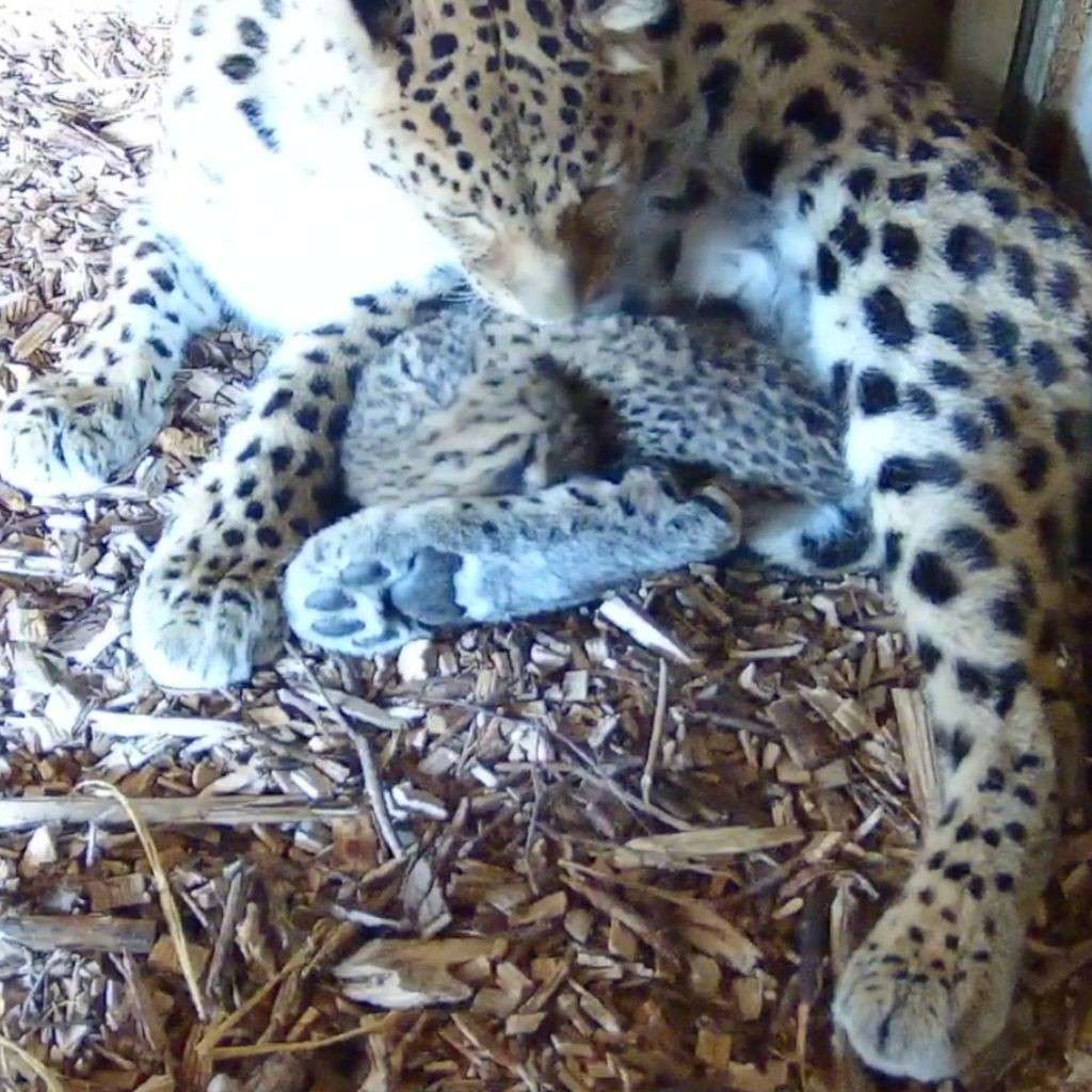 Two Amur Leopard Cubs Born in UK