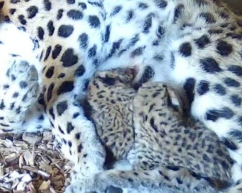 Two Amur Leopard Cubs