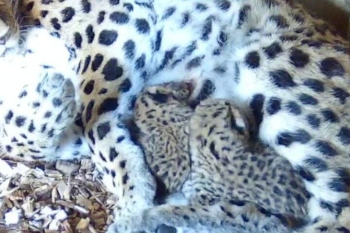 Two Amur Leopard Cubs
