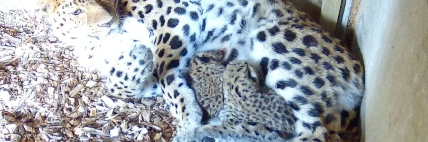 Two Amur Leopard Cubs