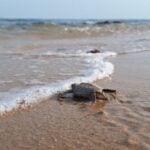 turtle near beach ashore