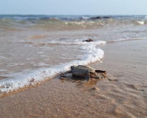 turtle near beach ashore