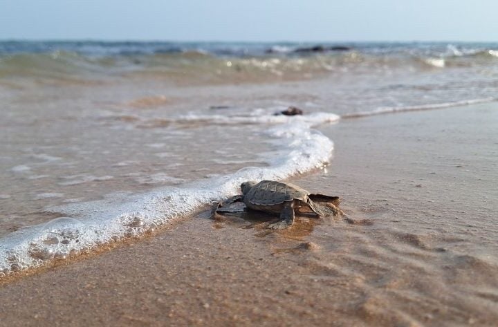 turtle near beach ashore
