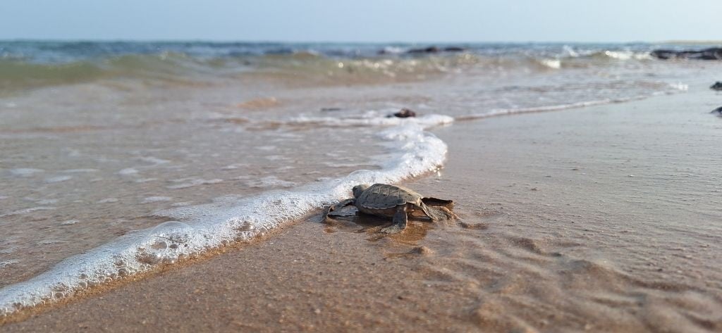 turtle near beach ashore