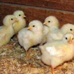 USPS-Truck-Abandonment 12000-Chicks.