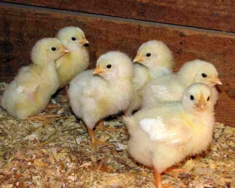 USPS-Truck-Abandonment 12000-Chicks.