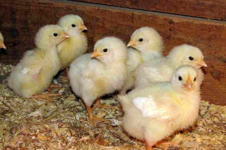 USPS-Truck-Abandonment 12000-Chicks.