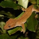Giant Gecko. Photo Source: Lennart Hudel (CC BY 4.0)