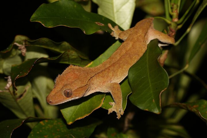 Giant Gecko. Photo Source: Lennart Hudel (CC BY 4.0)