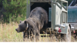 Grizzly relocated by Game and Fish.