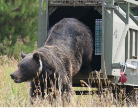 Grizzly relocated by Game and Fish.