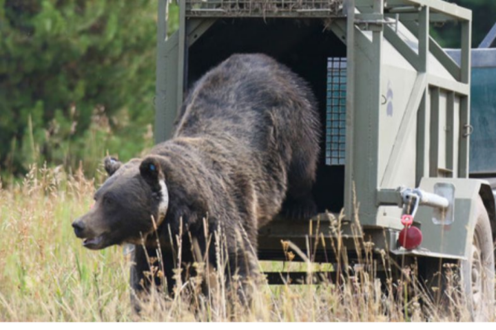 Grizzly relocated by Game and Fish.