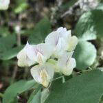 Endangered species Protection sought for Rare Willamette Valley Plant