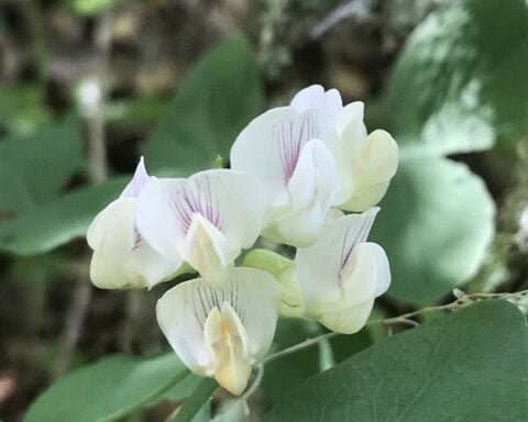 Endangered species Protection sought for Rare Willamette Valley Plant