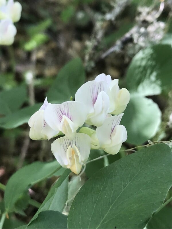 Endangered species Protection sought for Rare Willamette Valley Plant