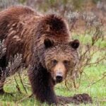 Grizzly relocated by Game and Fish