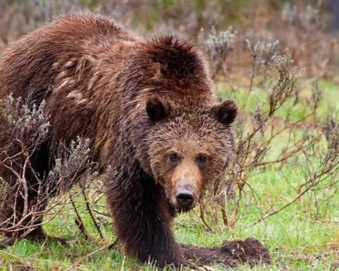 Grizzly relocated by Game and Fish