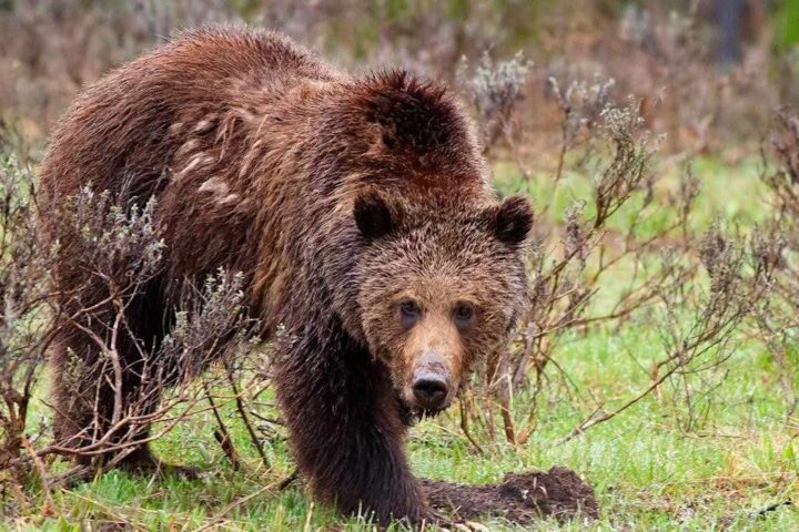Grizzly relocated by Game and Fish