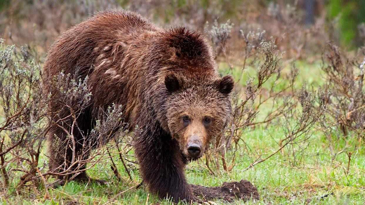 Grizzly relocated by Game and Fish