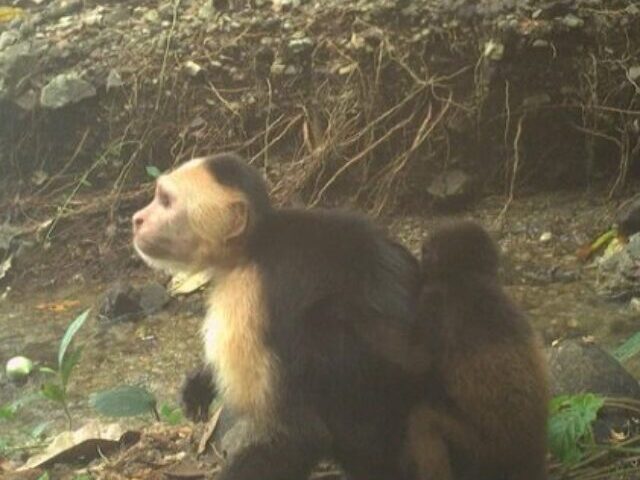 cropped-5-Capuchins-Kidnap-11-Howler-Infants-on-Jicaron—Conservation-Alert-1.jpg
