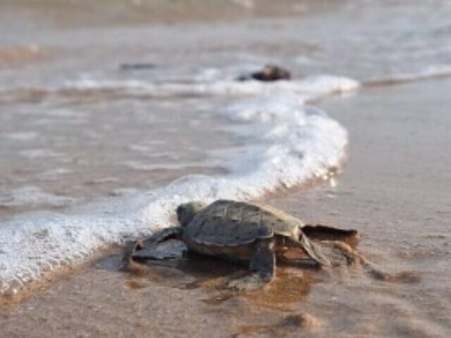 cropped-5-Endangered-Treasures-About-to-Join-World-Heritage-List-1.jpg