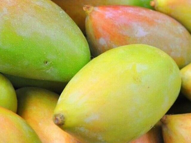 cropped-500K-Indian-Mangoes-Rejected-in-US-Over-Paperwork-Errors-3.jpg
