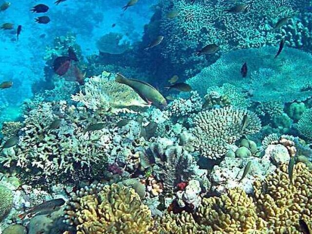 cropped-84-of-Worlds-Coral-Reefs-Bleaching-as-Ningaloo-Faces-Emergency-4.jpg