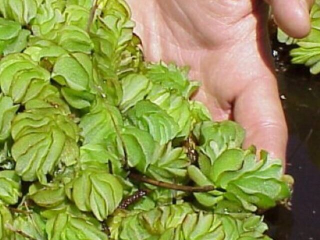 cropped-Alabama-Lake-Opens-After-Plant-Invasion-Forced-9-Month-Closure-13.jpg