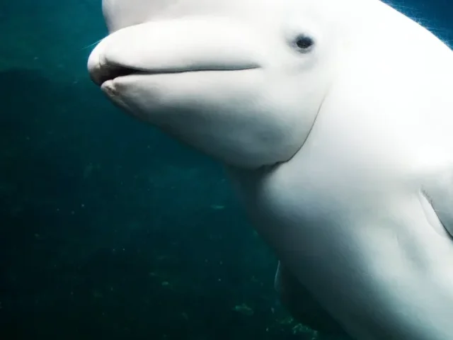 Alaska Gold Mine Faces Lawsuit Over Beluga Whale Threats