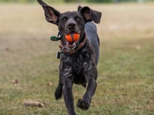 cropped-Arizona-Keeps-Hound-Hunting-Legal-Despite-Conservationist-Concerns-4.jpg