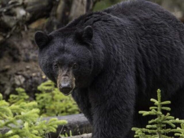 Large Black Bear Walking,Photo Source: Freerange