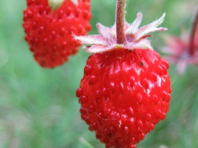 Wild Strawberries. Photo Source: James McNally (CC BY-SA 3.0)