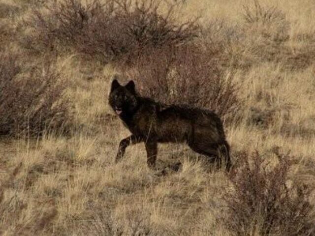 California Wolf Packs Reach 10 as Population