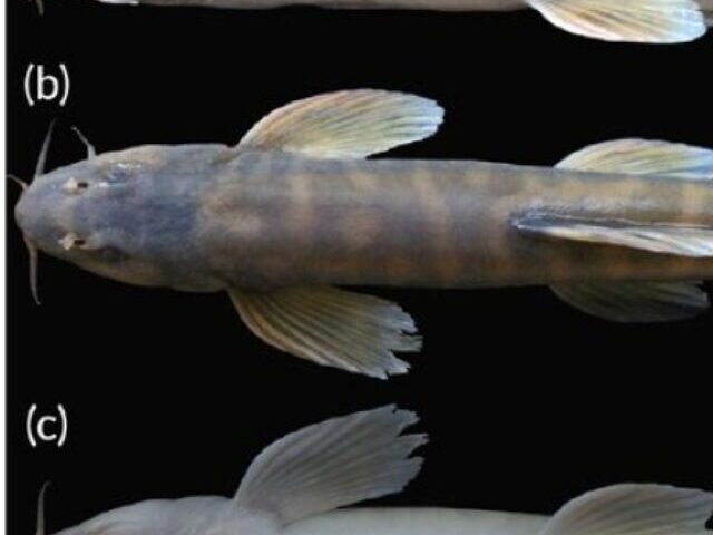 cropped-Cave-Fish-in-Meghalaya-Retains-Eyes-and-Color-4.jpg