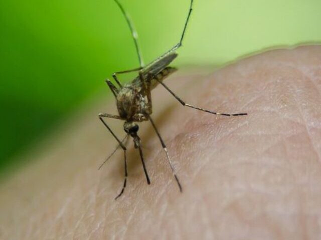 In Dengue Fever. Photo Source- Rawpixerl (CC0 1.0 Universal)