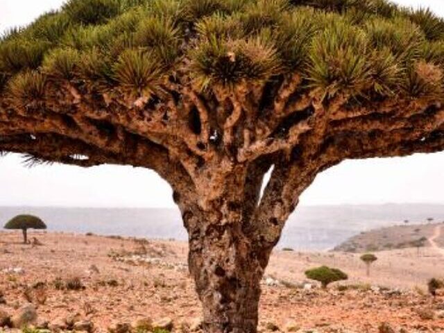 cropped-Dragons-Blood-Trees-Face-Collapse-on-Socotra-7.jpg