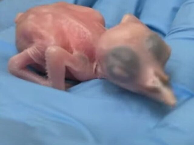 cropped-First-2025-Sihek-Chick-Hatched-in-Cincinnati-6.jpeg