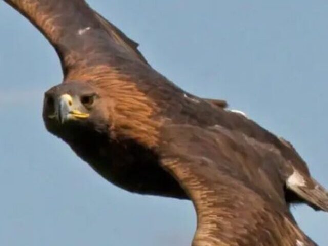 Representative Image: Golden Eagles Photo Source: Tony Hisgett