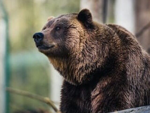 cropped-Grizzly-Bear-Moved-After-Cattle-Kills-in-Wyoming-5.jpg