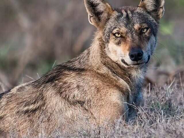 Indian Grey Wolf. Photo Source: Shiv's fotografia (CC BY-SA 4.0)