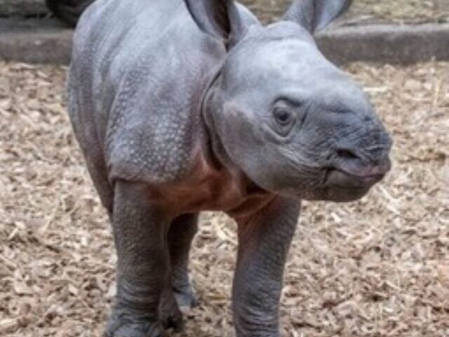 cropped-Indian-Rhino-Calf-Survives-Rare-Breech-Birth-at-UK-Safari-1.jpg